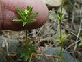 Goose Grass